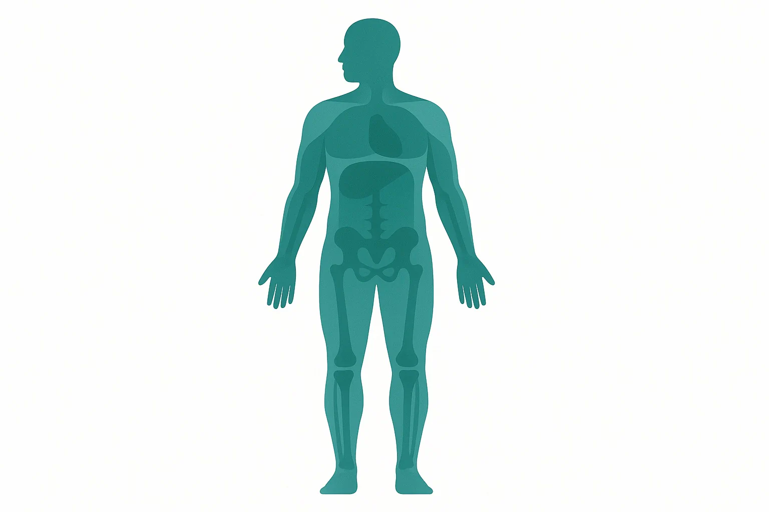 See your fat mass and lean mass with our body composition calculator. Enter height, weight, neck, waist, and hips to get body fat %, categories, and guidance.