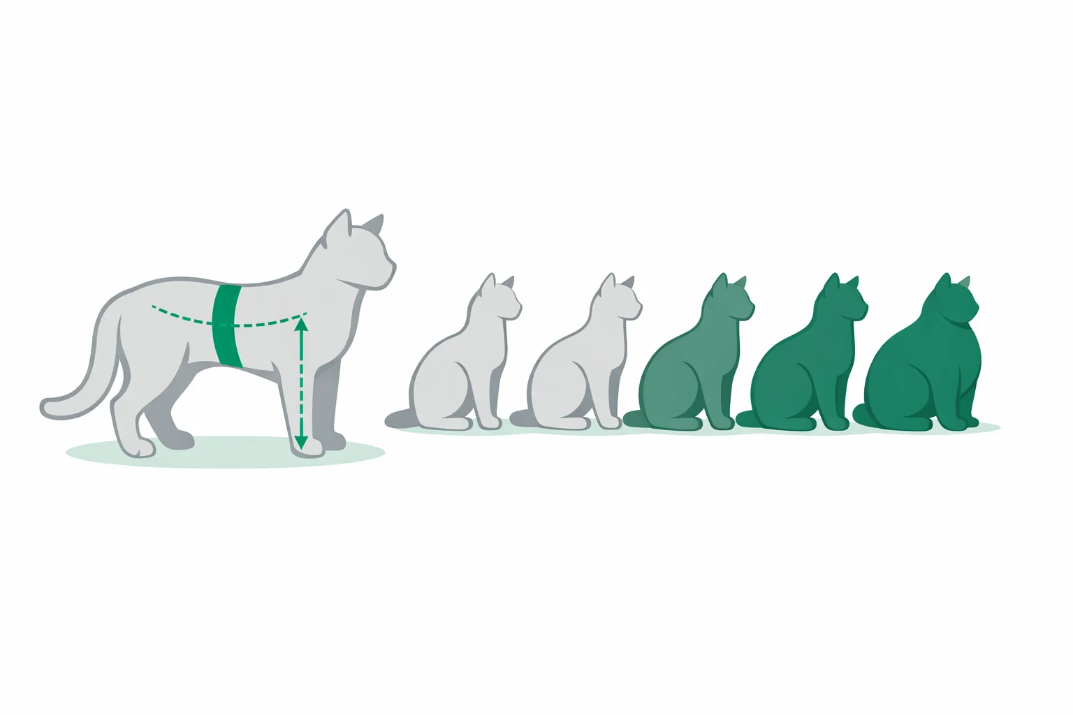 Illustration of feline BMI measurement points, ninth rib circumference and lower leg length, beside cat body condition silhouettes from underweight to obese.