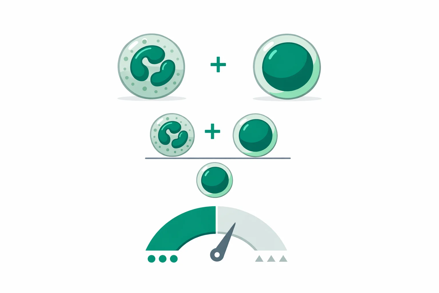 Scientific illustration of neutrophils and lymphocytes from a CBC with the NLR formula and a color gauge marking normal versus elevated inflammation ranges